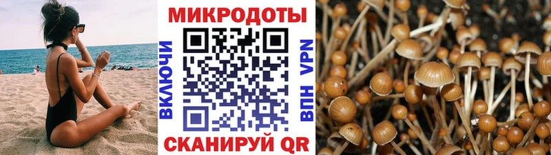 Галлюциногенные грибы Psilocybe  Миньяр 